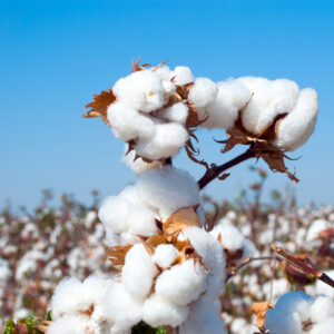 Branch of ripe cotton on the cotton field, Uzbekistan